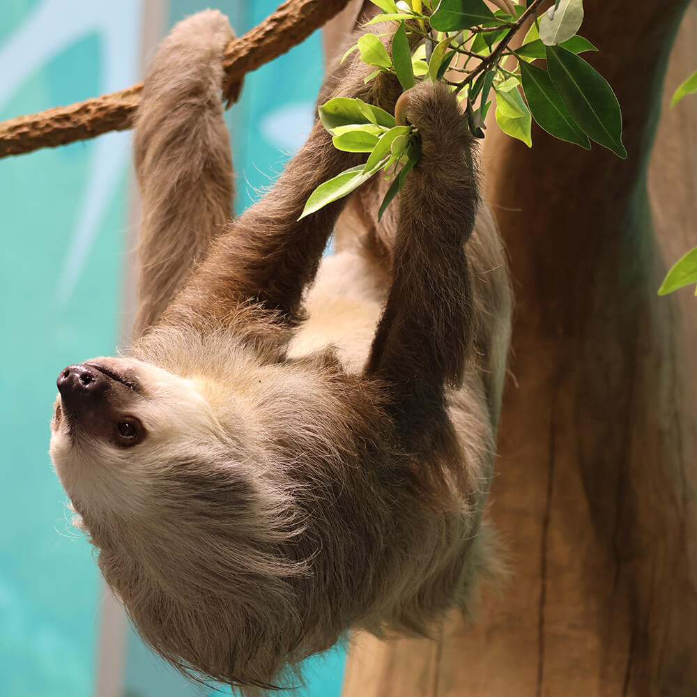 Orlando Science Center Earns Prestigious Accreditation for Animal Care — Bungalower Orlando, Celebration Arts news