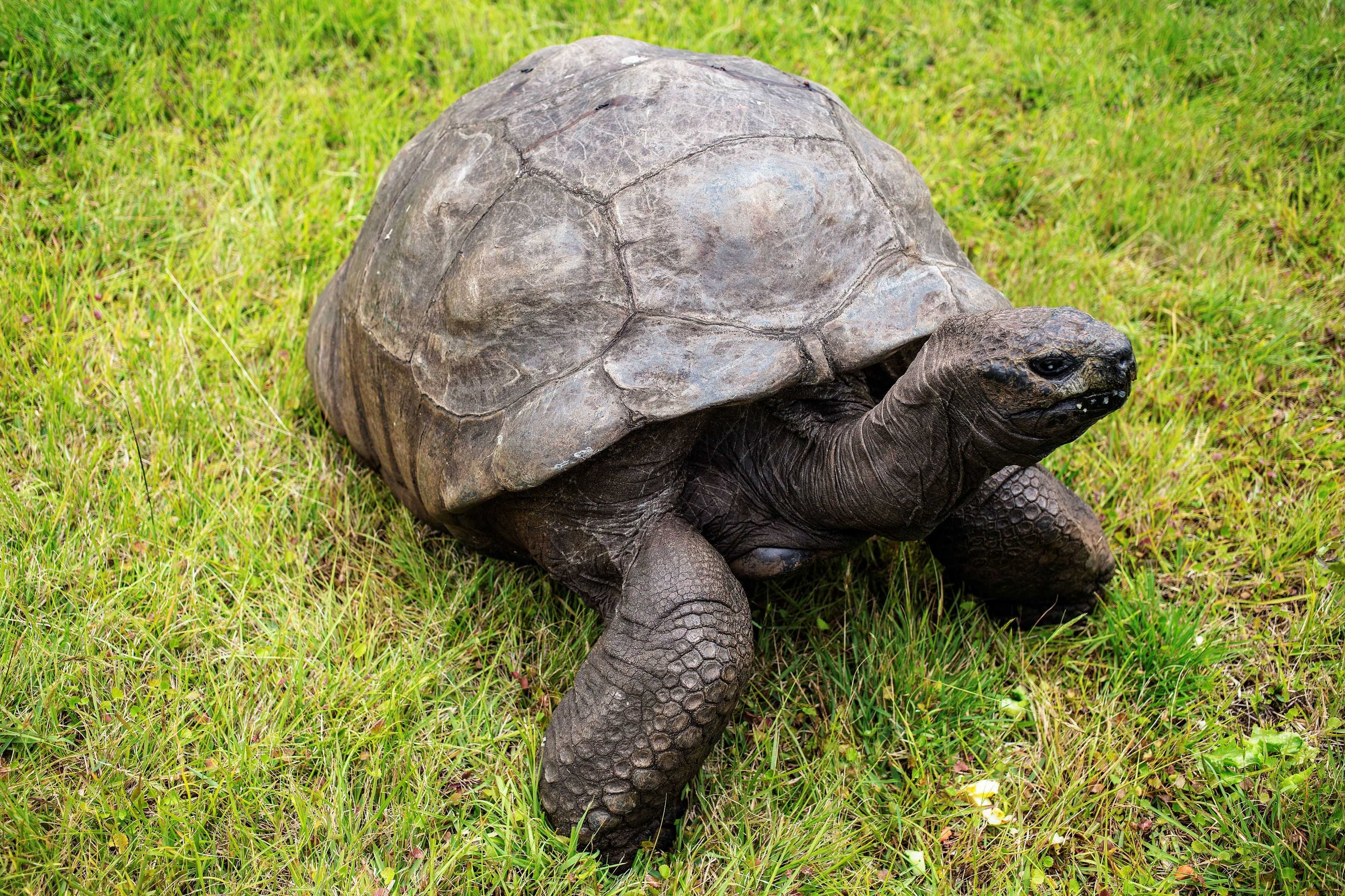 An 194-year-old tortoise named Jonathan is an anti-aging marvel and we finally know his secret — WESH 2 Orlando, Celebration Community news