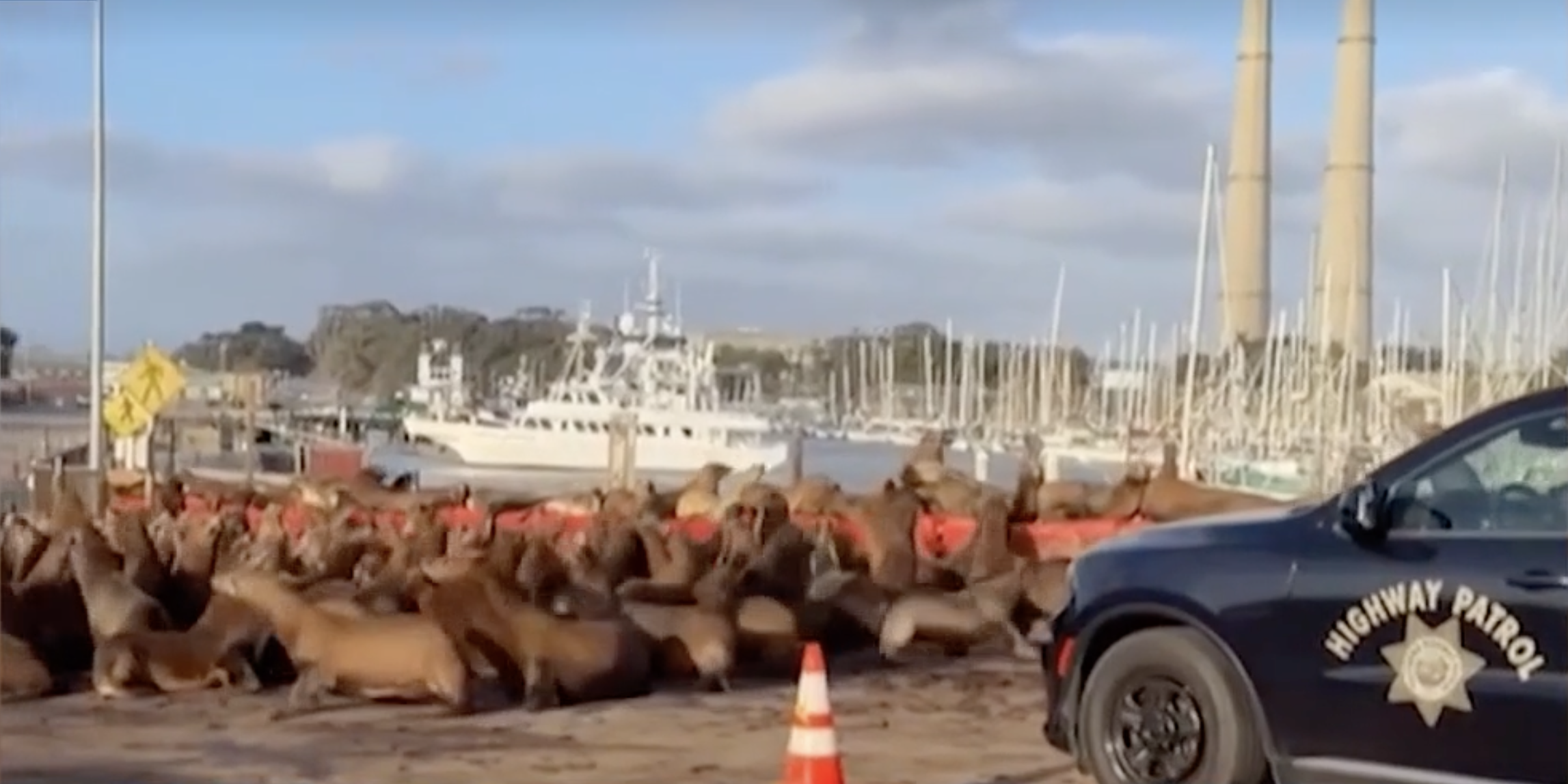 Sea lion swarm: Hundreds of sea lions take over California roadway — WESH 2 Orlando, Celebration Community news