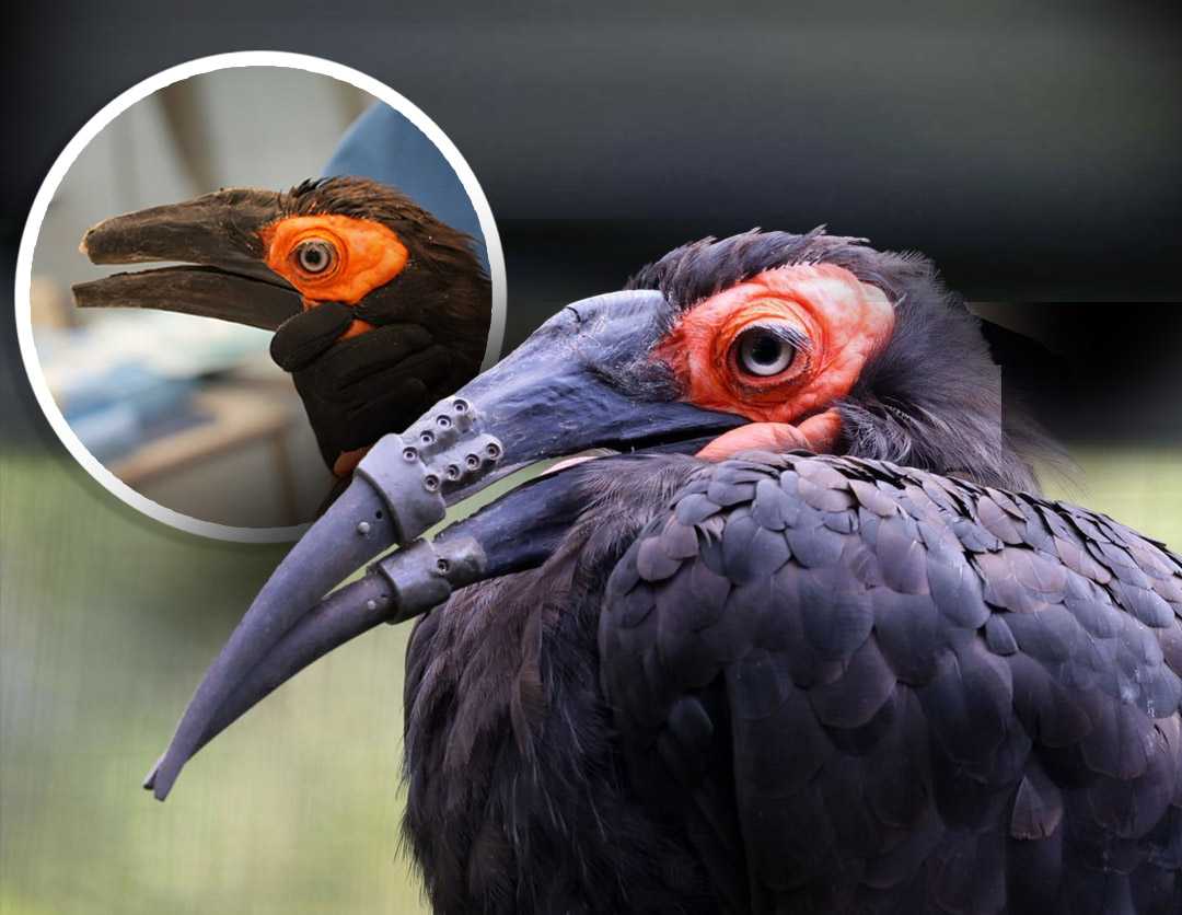 Hornbill receives 3D-printed beak, marking historic first — WESH 2 Orlando
