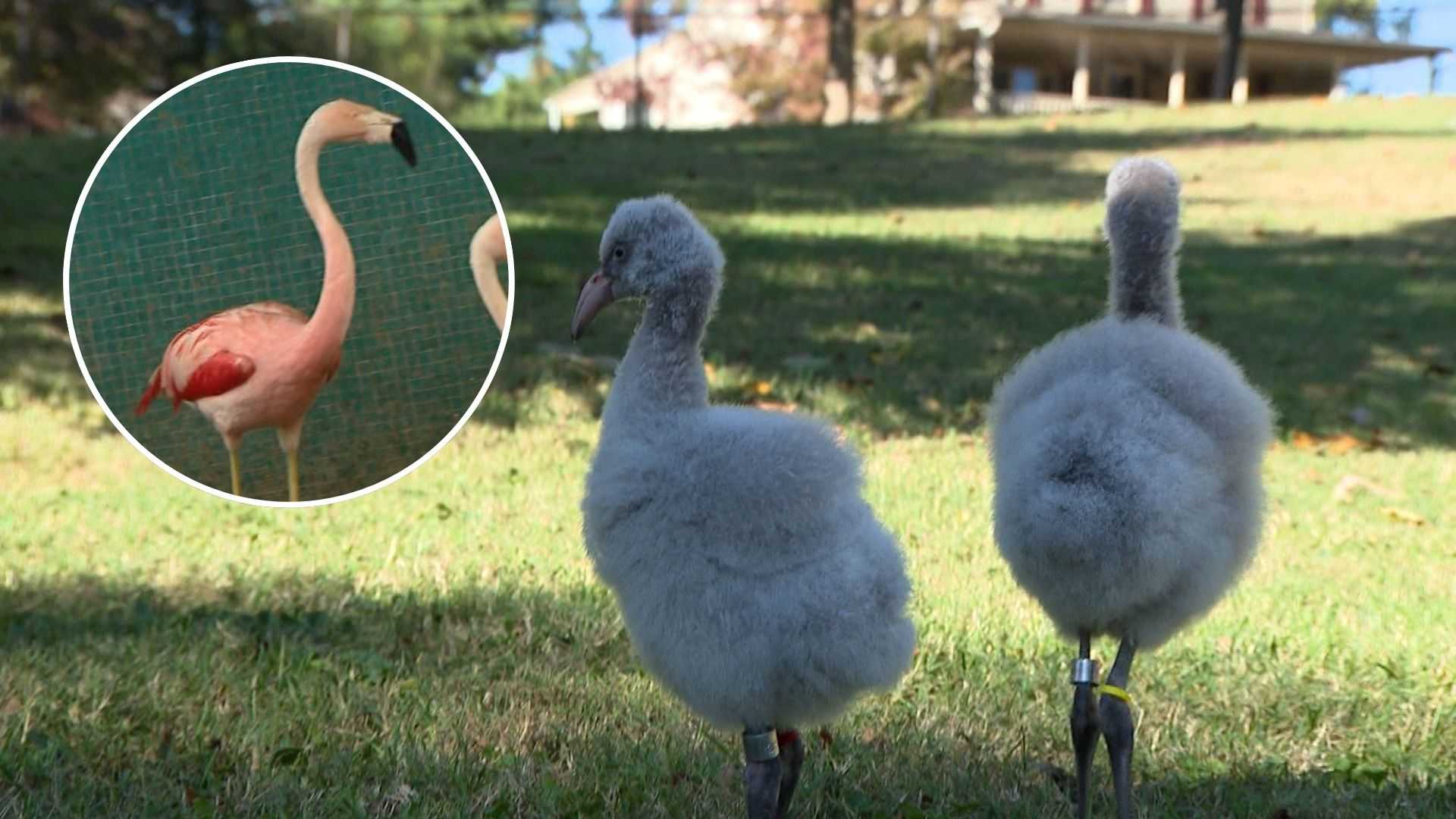 A zoo's flamingo produces chicks at record-setting 60 years old — WESH 2 Orlando, Celebration Community news