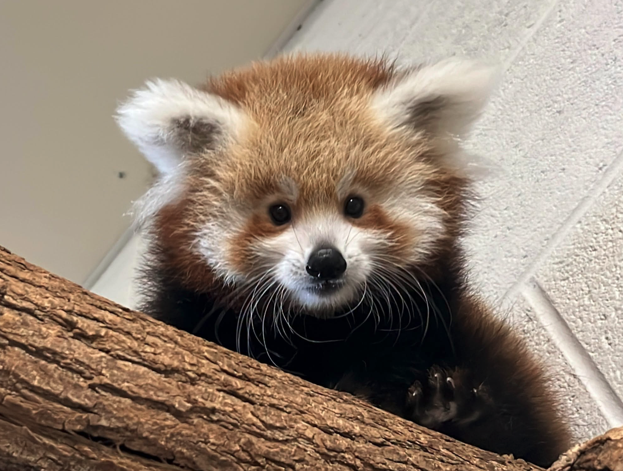 'Put your paws together': Smithsonian Zoo names red panda after nationwide vote — WESH 2 Orlando