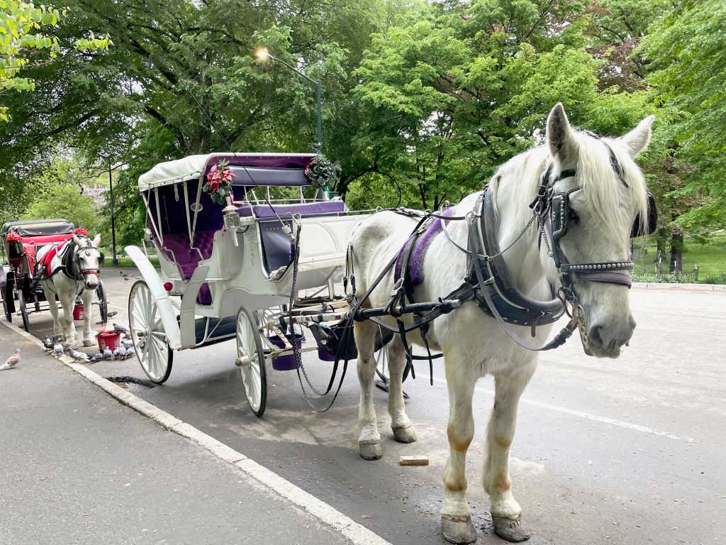 New York City's iconic horse-drawn carriages expected to take their last trot — WESH 2 Orlando, Celebration Government news
