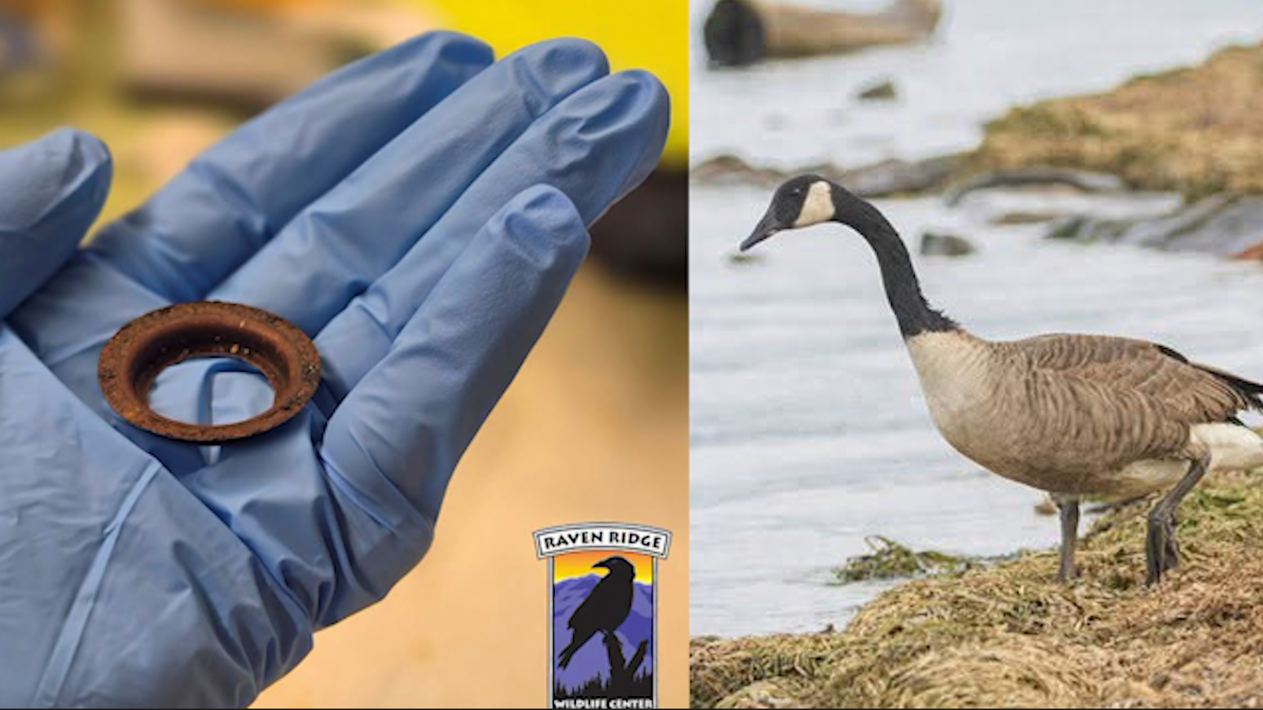 Canada goose saved after rusty metal ring found lodged in mouth  — Celebration Community news