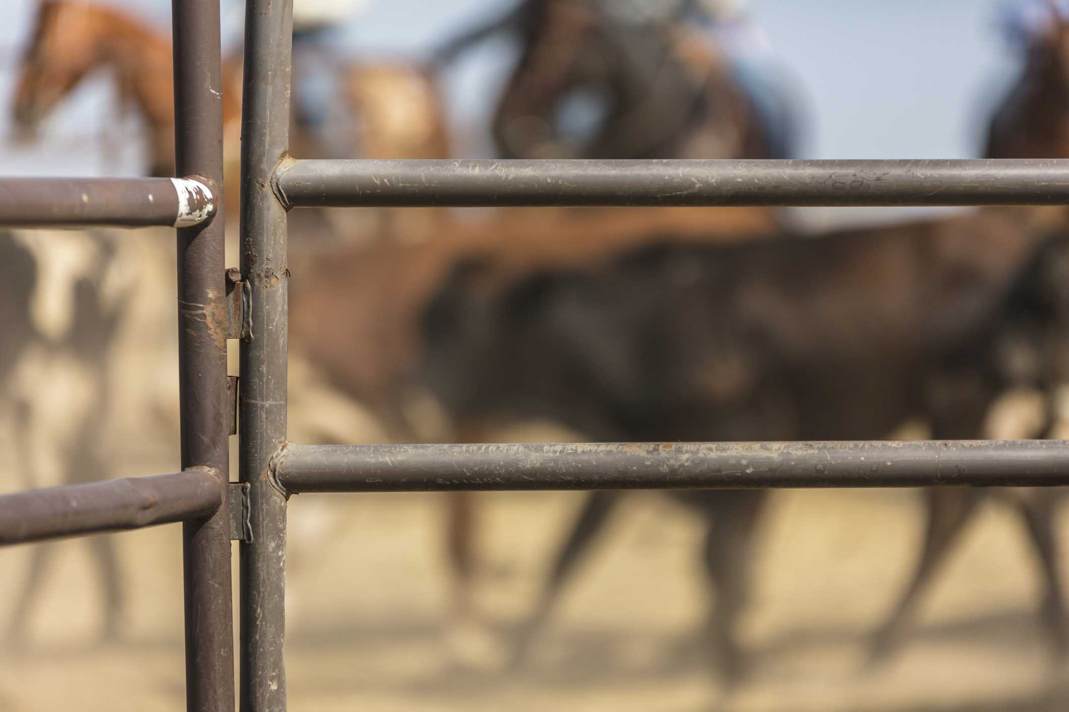 35-year-old bull rider identified after fatal accident at a rodeo in Ohio — WESH 2 Orlando, Celebration Community news