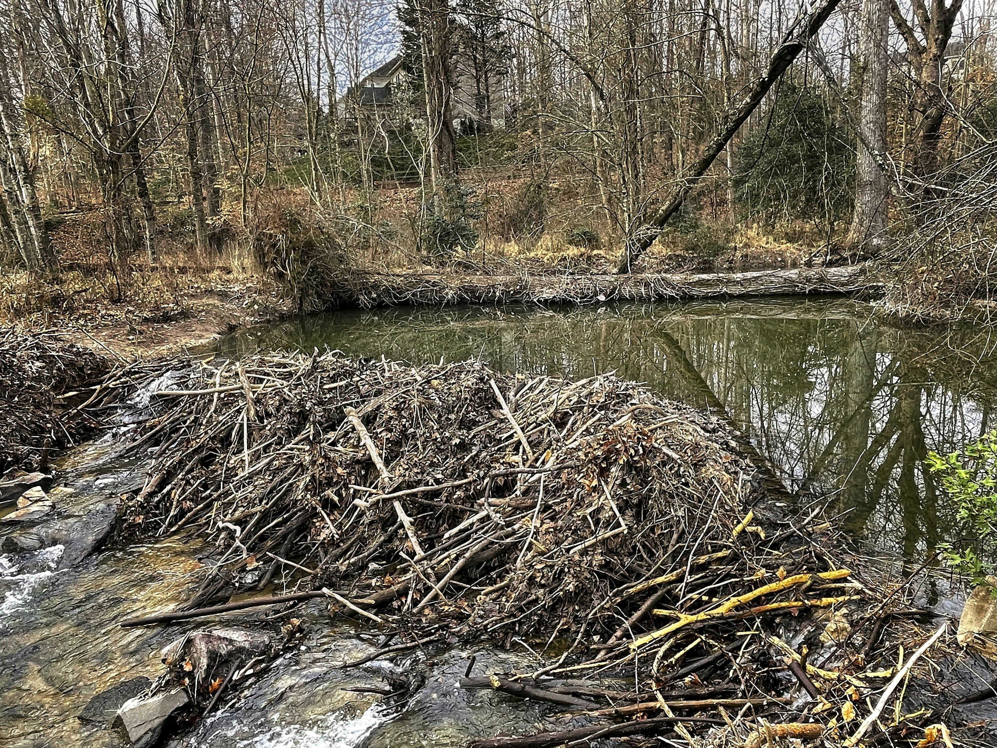'Starter homes' for beavers: How encouraging the furry engineers to move in can help fight drought — WESH 2 Orlando