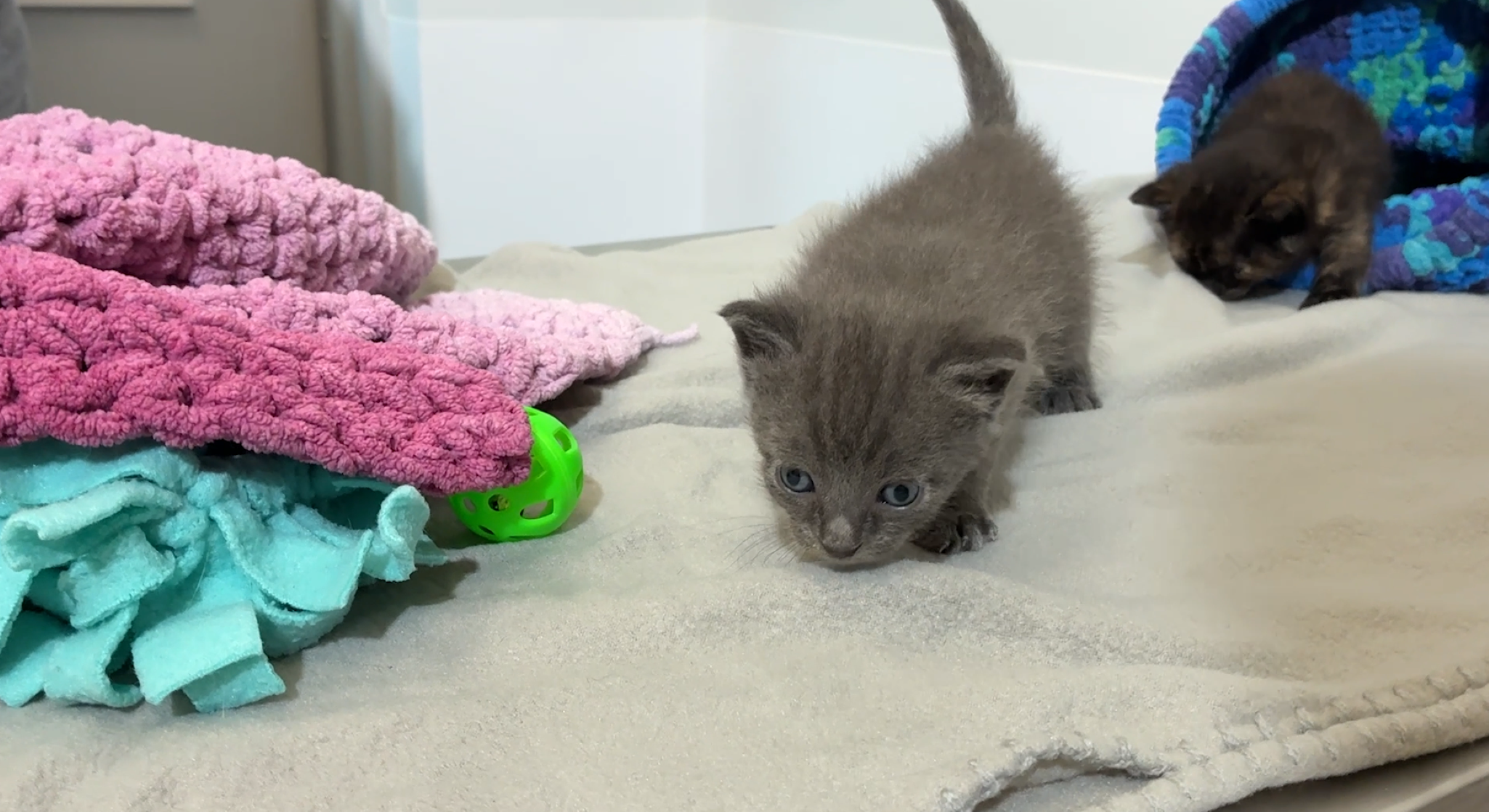 Kittens recovering after being buried alive in Florida backyard — WESH 2 Orlando