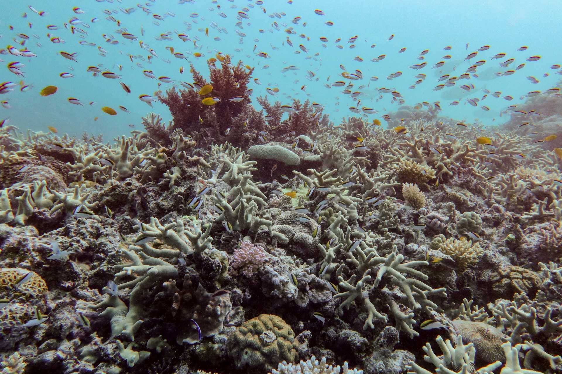 Study offers 'wake-up call' as it finds almost all coral reef ecosystems face risk of collapse — WESH 2 Orlando