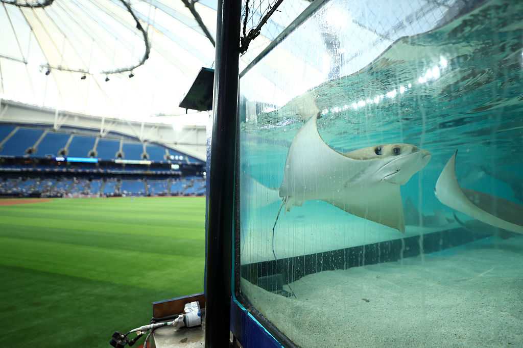 Did you know there are live stingrays in Tampa Bay's stadium? — WESH 2 Orlando, Celebration Sports news