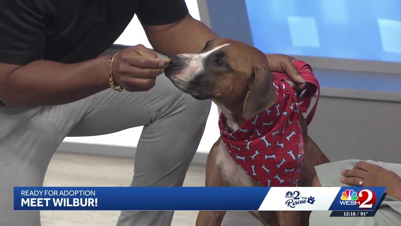 WESH 2 the Rescue: Wilbur from Seminole County Animal Services is ready for adoption — WESH 2 Orlando, Celebration Community news