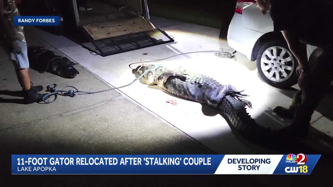 11-foot gator removed from Lake Apopka property after 'stalking' couple — WESH 2 Orlando, Celebration Real Estate news