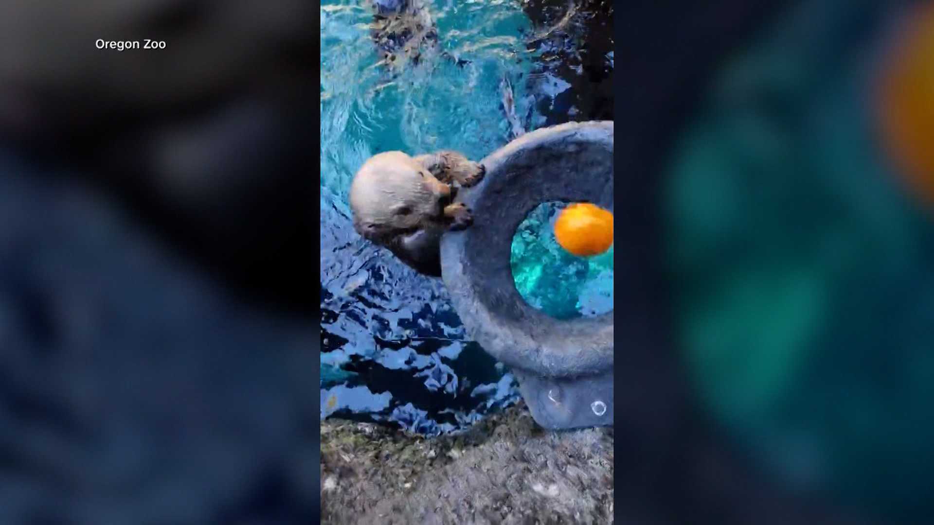 'GOURD TIMES': Watch as sea otters go 'Pumpkin Dunkin' in a zoo's adorable Halloween tradition — Celebration Community news