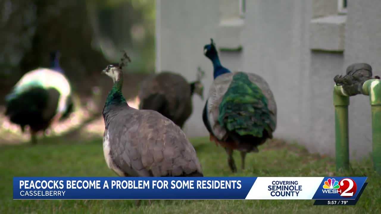 Peacocks vs. property owners: Casselberry rethinks peacock protections amid property damage complaints — WESH 2 Orlando, Celebration Real Estate news
