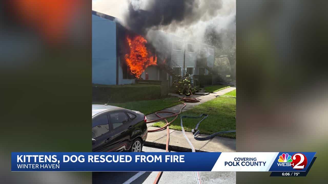 Dogs, kittens rescued from Winter Haven apartment fire — WESH 2 Orlando, Celebration Community news