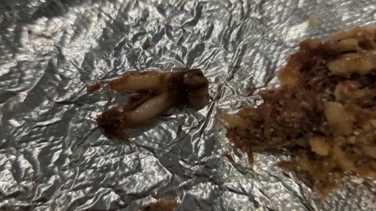 Texas customer sues after she found cow tooth in taco at fast-casual chain — KARE 11 Food — Gopher, Celebration Dining news