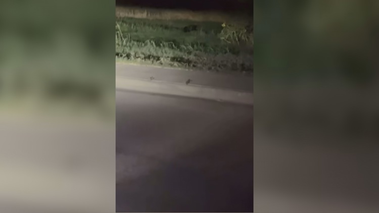 Viral video of 'black panther' in Midland sparks debate despite expert skepticism — NewsWest 9 (Permian Basin), Celebration Schools news