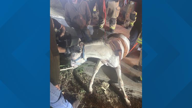 Plano firefighters rescue horse trapped in drainage ditch after escaping near Highway 121 — WFAA (Dallas-Fort Worth), Celebration Community news
