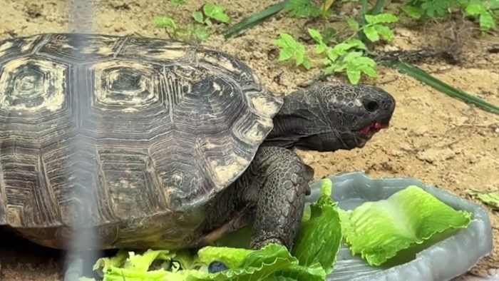 Nearly 7,000 gopher tortoises moved in 5 years across Lake, Orange counties. Where did they go? — ClickOrlando Local, Celebration Real Estate news