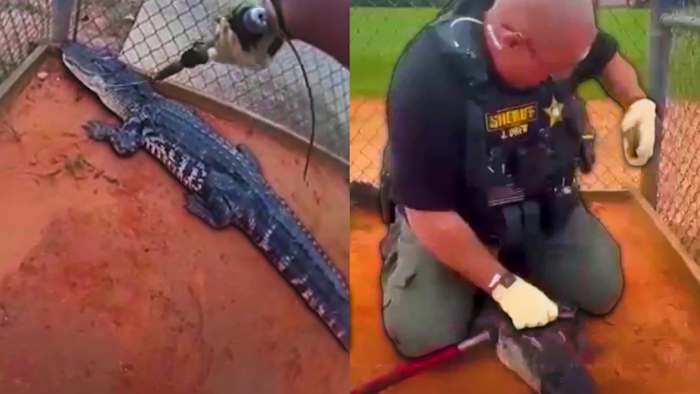 Alligator discovered at Central Florida high school campus, deputies say — ClickOrlando Local, Celebration Schools news